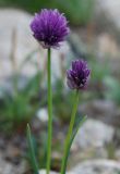 Allium schoenoprasum. Верхушки побегов с соцветиями. Алтай, плоскогорье Укок, перевал Теплый ключ, ≈ 2900 м н.у.м., каменистый склон. 23.07.2010.