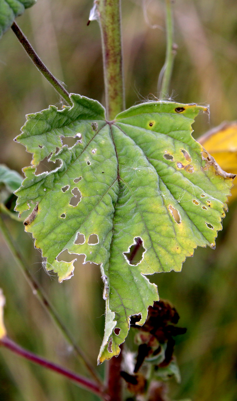 Изображение особи Althaea officinalis.