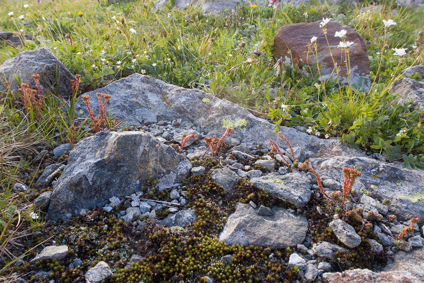 Image of Sedum tenellum specimen.