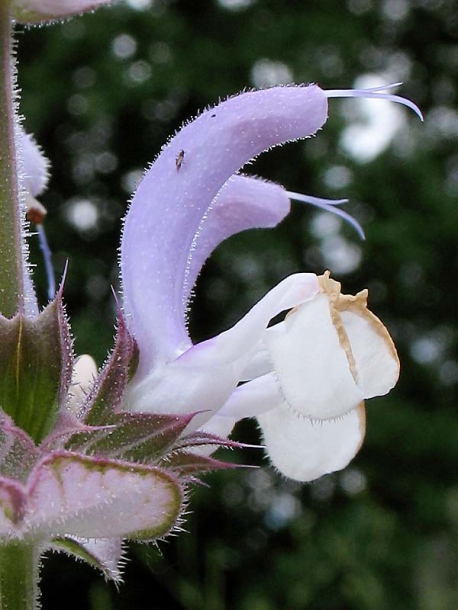 Image of Salvia sclarea specimen.