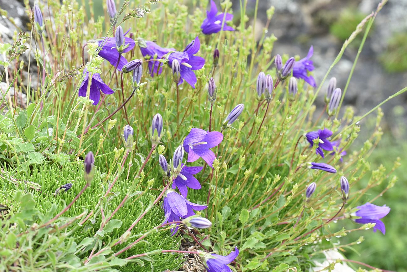 Image of Campanula bellidifolia specimen.