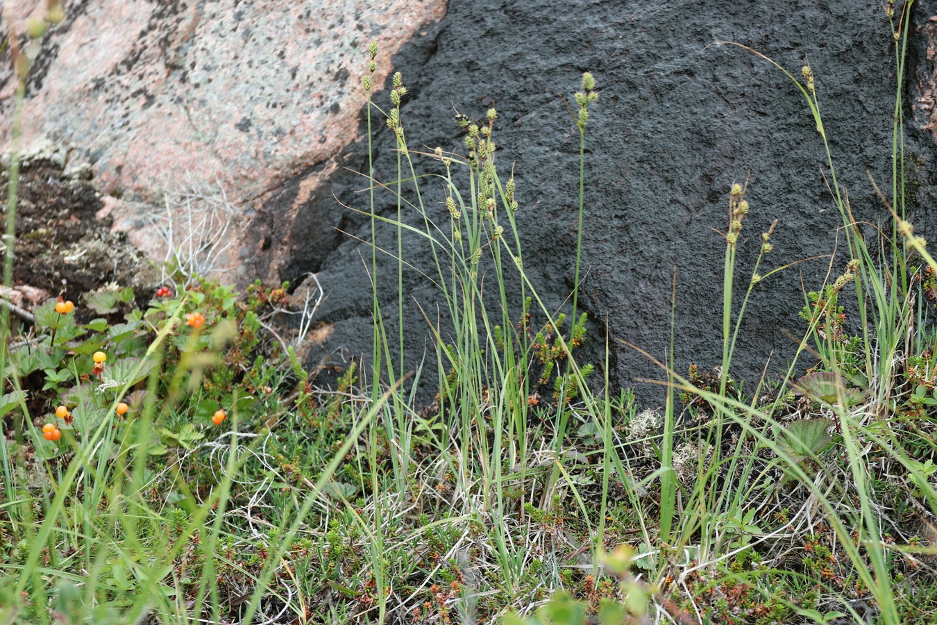 Image of Carex adelostoma specimen.