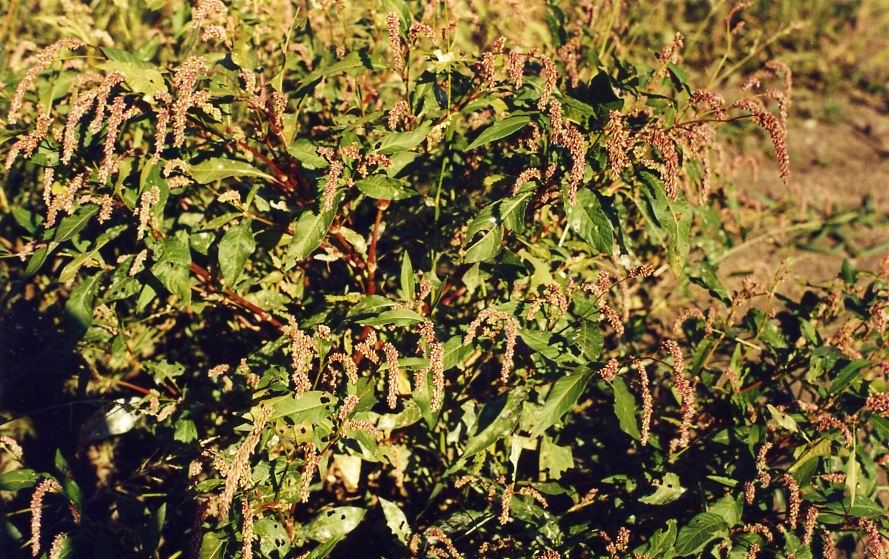 Image of Persicaria maculosa specimen.