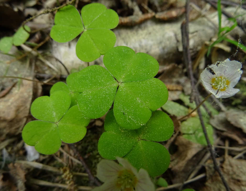 Image of Oxalis acetosella specimen.