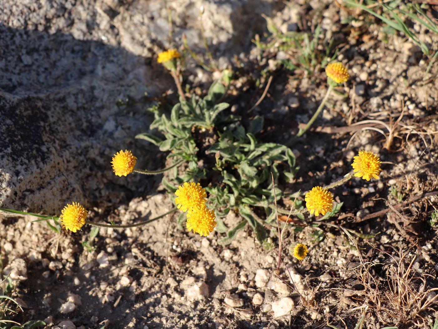 Изображение особи Erigeron cabulicus.