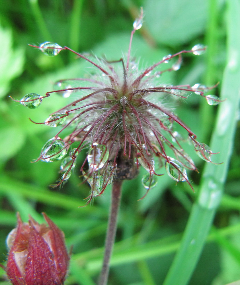 Image of Geum rivale specimen.