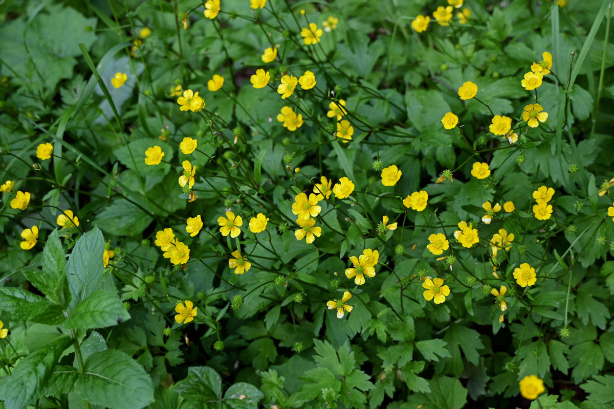 Image of Ranunculus repens specimen.