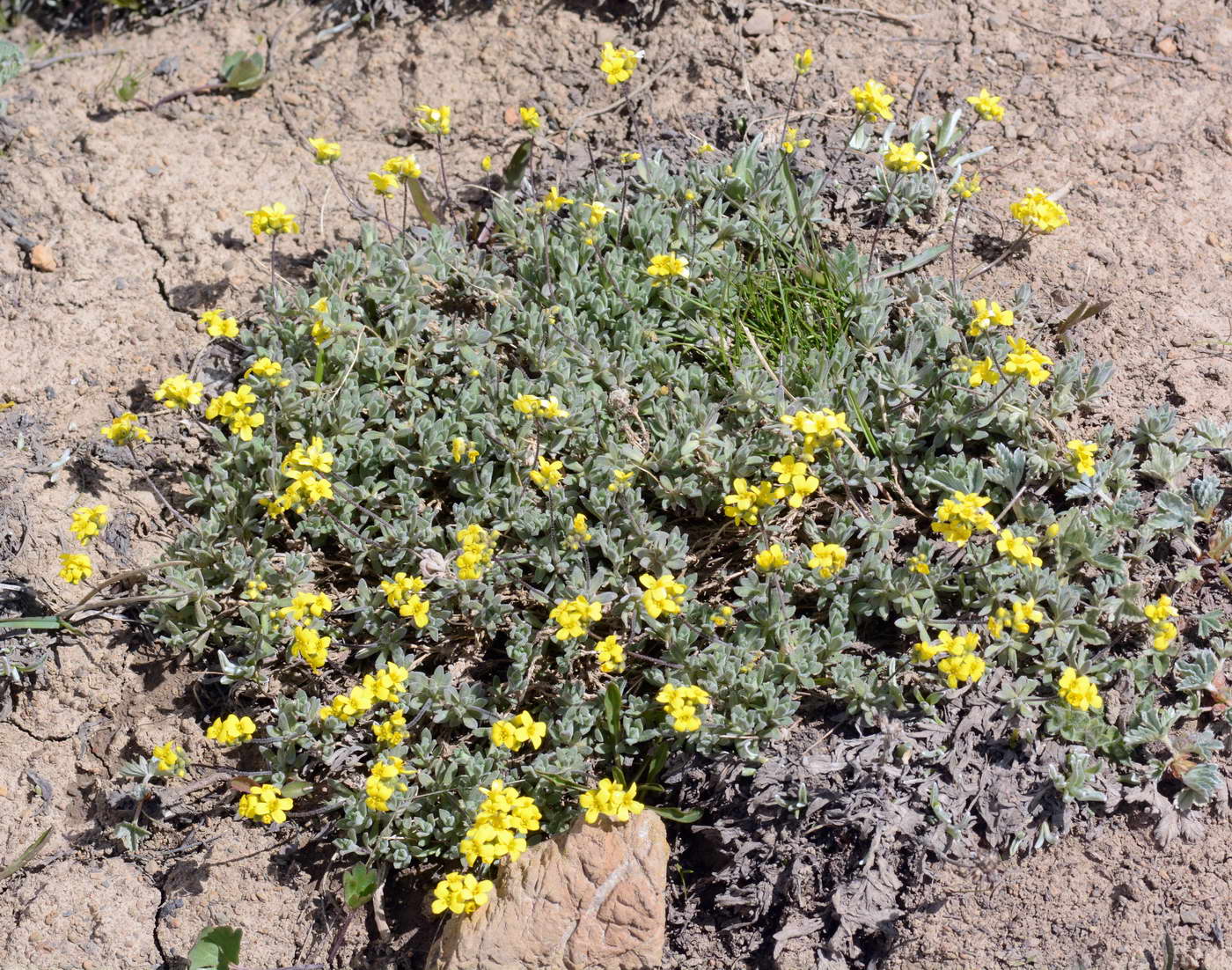 Изображение особи род Draba.