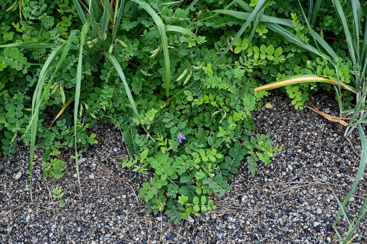 Image of Lathyrus japonicus specimen.