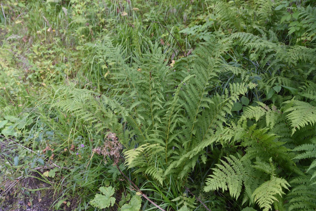 Image of Athyrium filix-femina specimen.