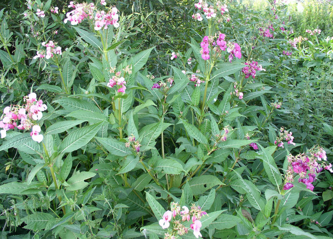 Image of Impatiens glandulifera specimen.