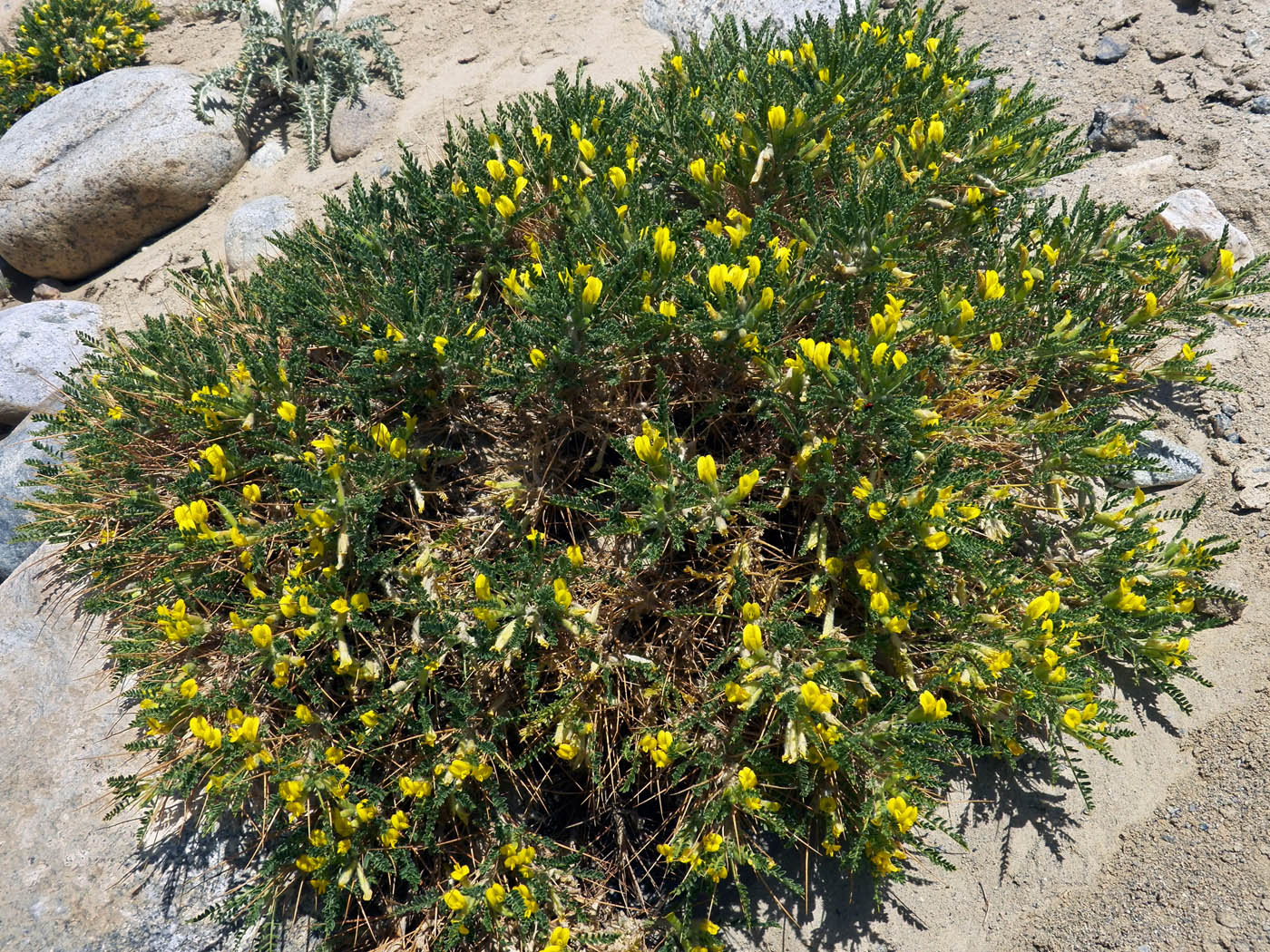 Изображение особи Astragalus lasiosemius.