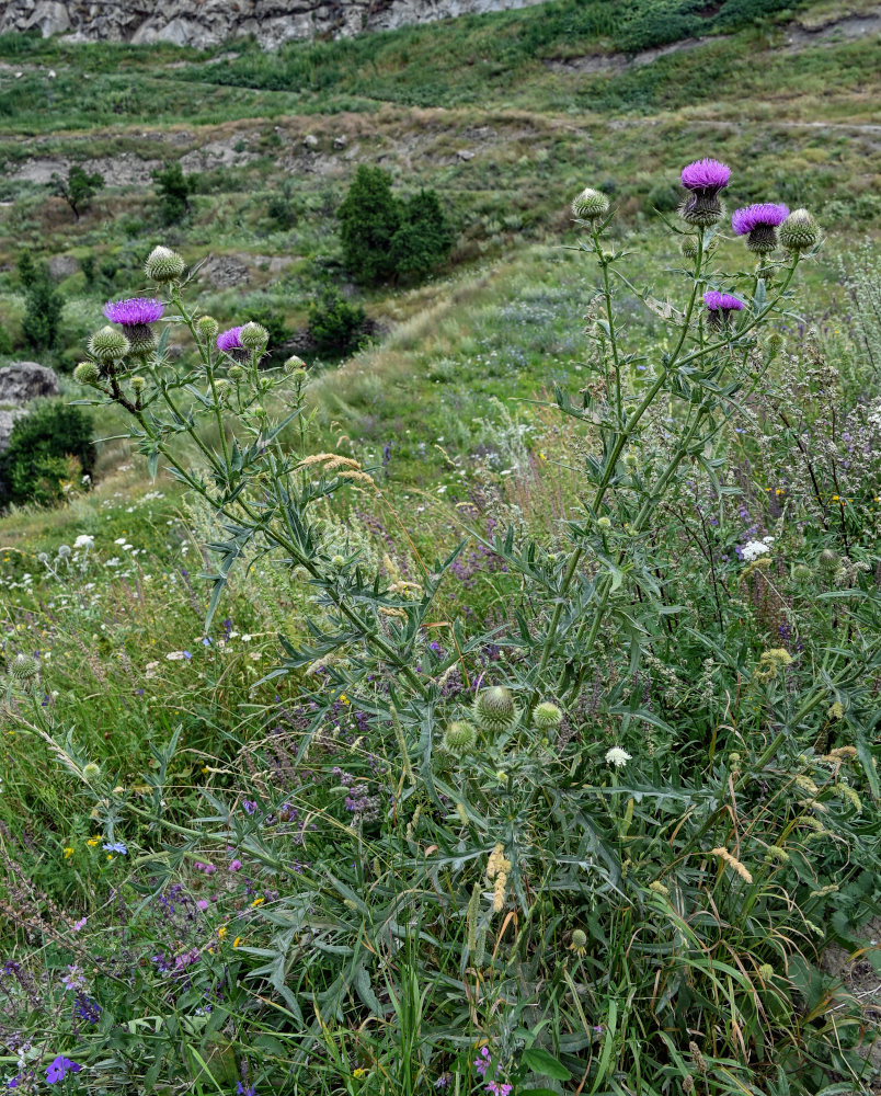 Изображение особи Cirsium ciliatum.