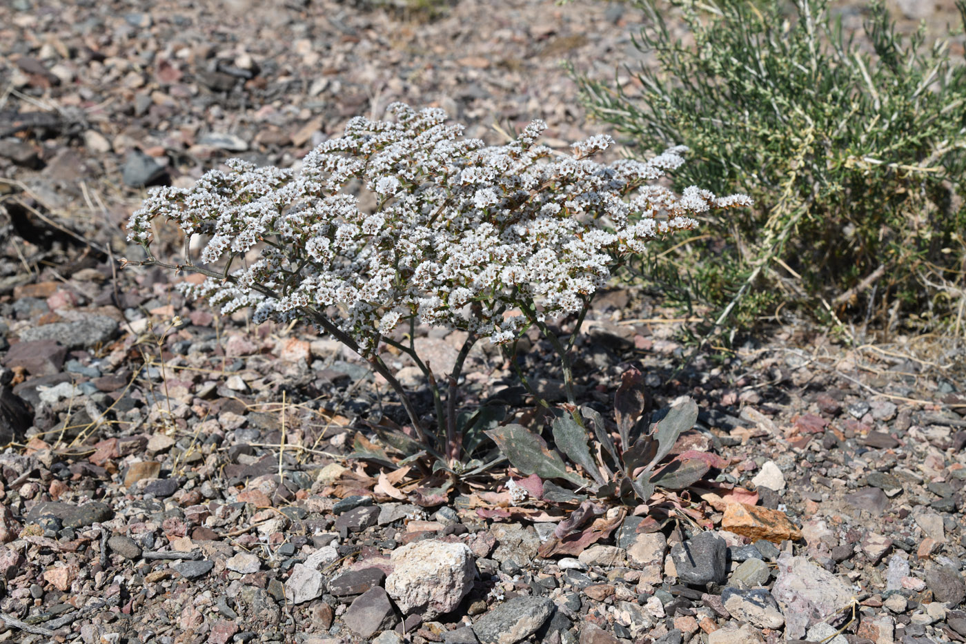 Image of Goniolimon strictum specimen.