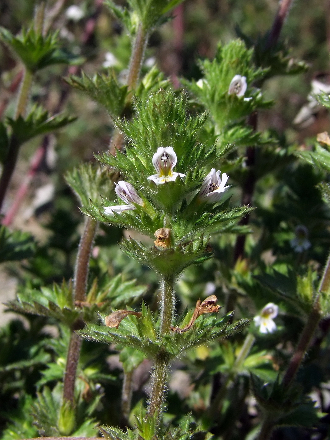 Image of Euphrasia hirtella specimen.