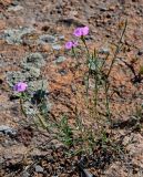 Dianthus caucaseus. Цветущее растение. Армения, обл. Арагацотн, окр. с. Агарак, ≈ 1000 м н.у.м., каменистый склон. 20.06.2022.