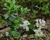 Смотреть изображение Rhododendron × intermedium