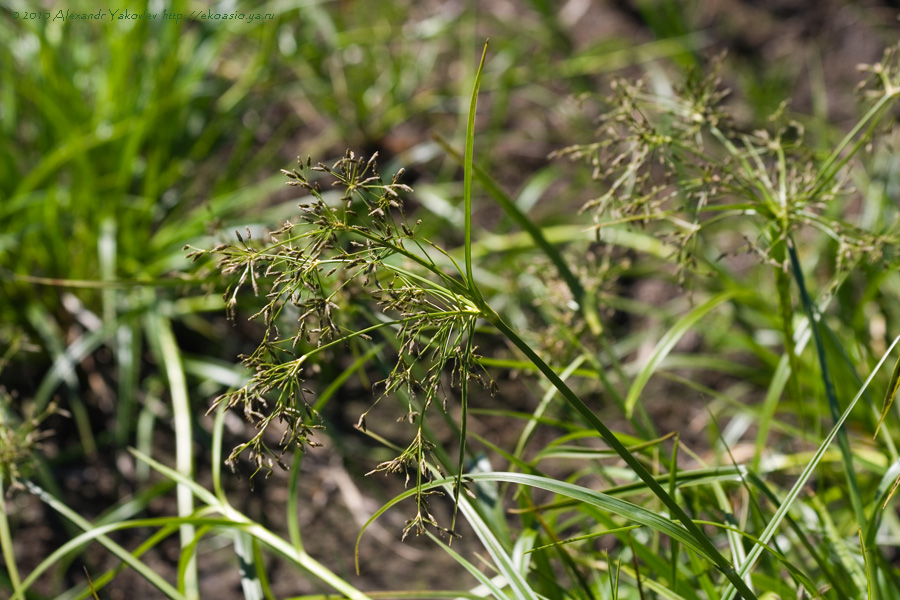 Image of Scirpus radicans specimen.