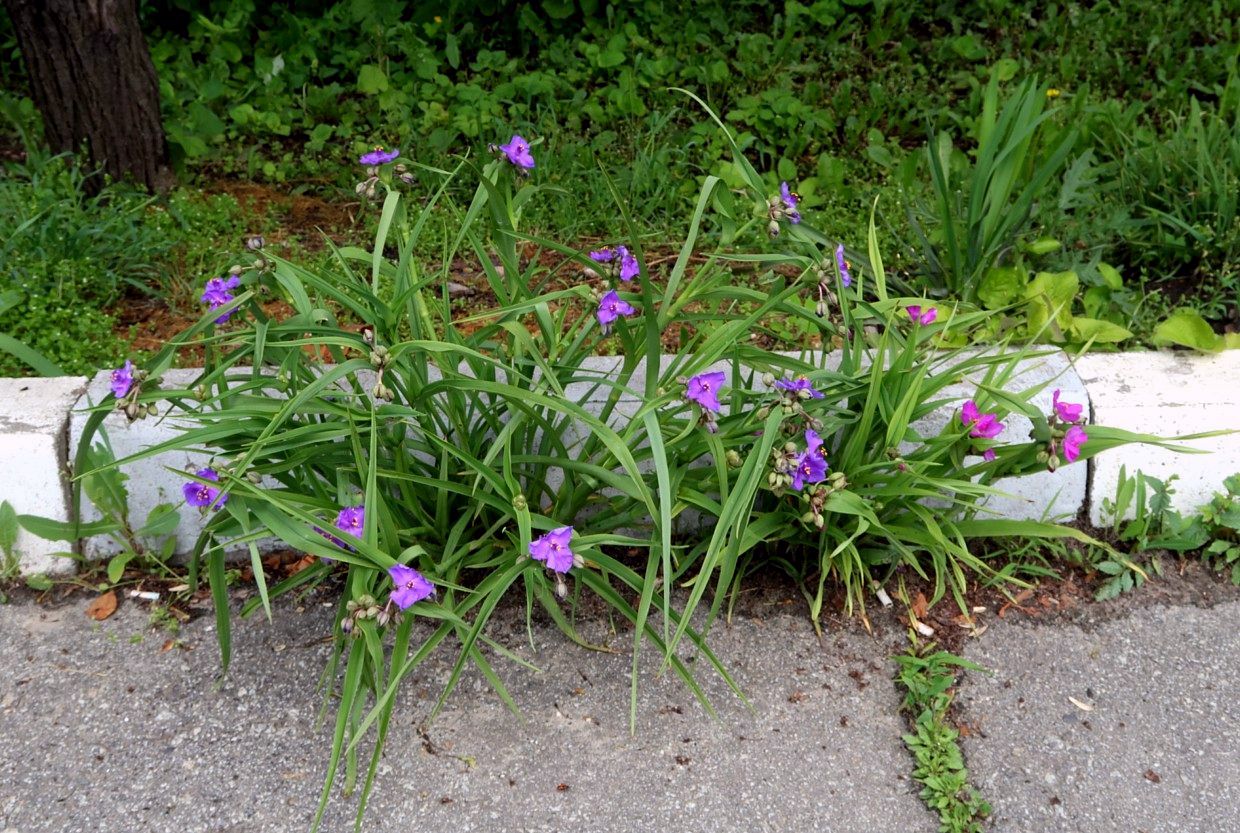 Изображение особи Tradescantia virginiana.