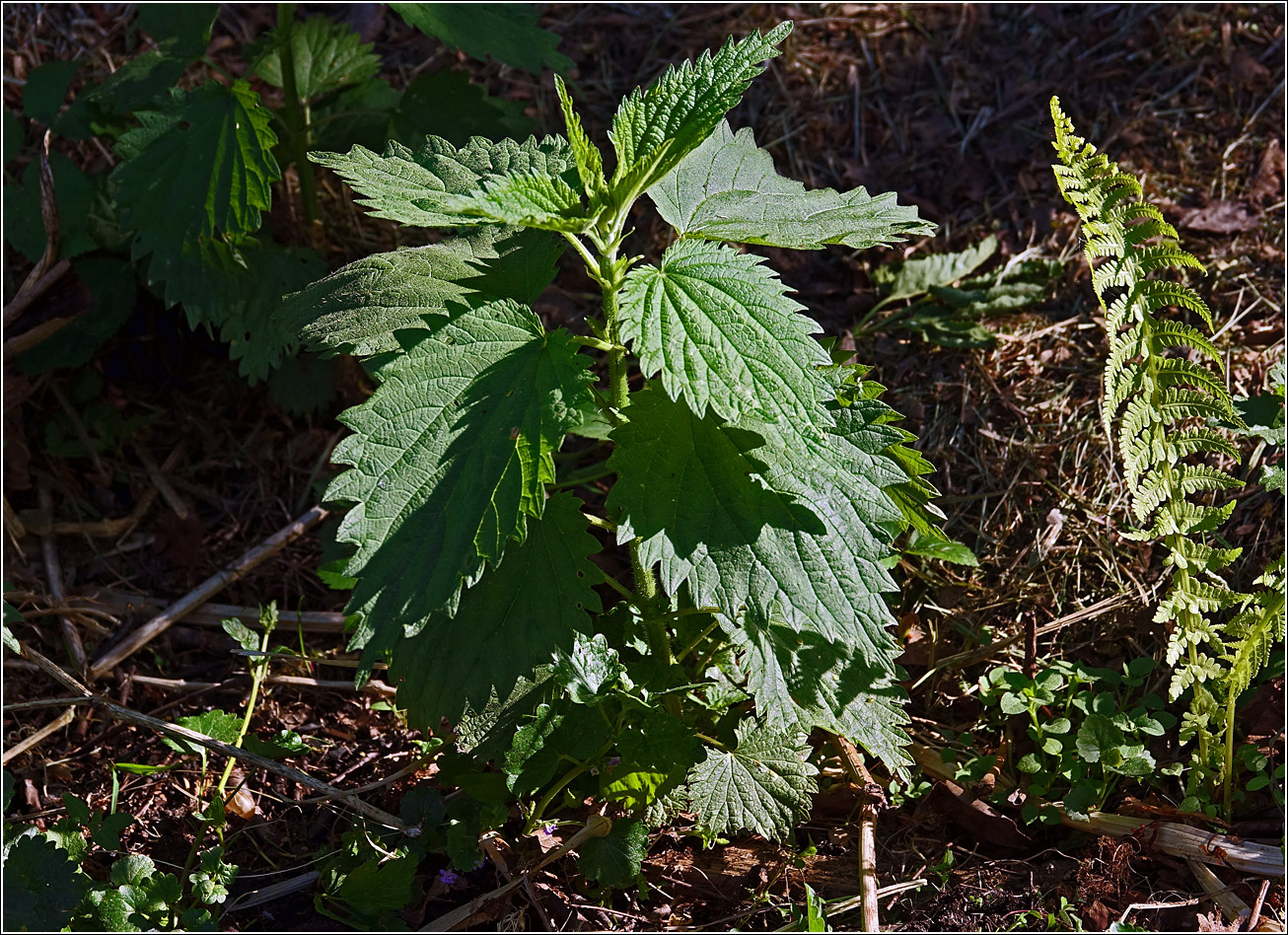 Image of Urtica dioica specimen.