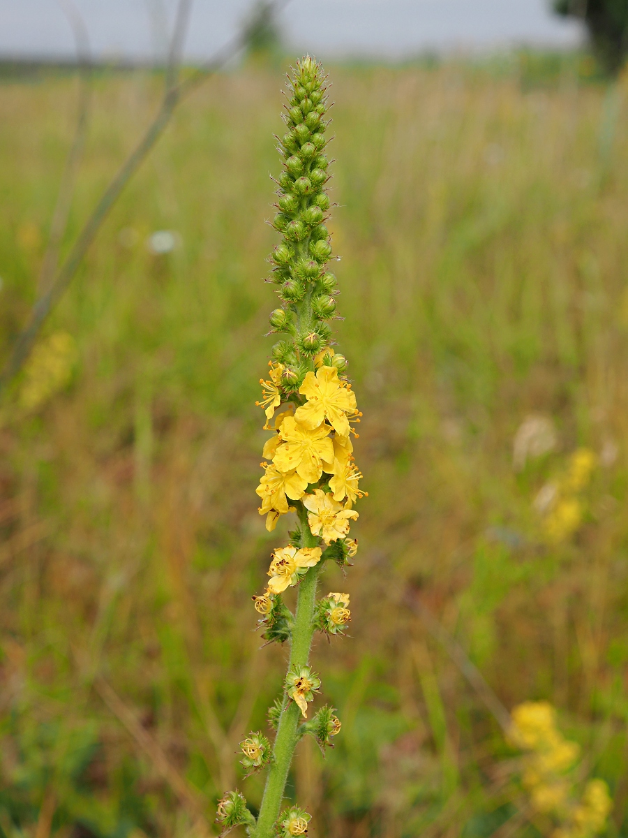 Image of Agrimonia eupatoria specimen.