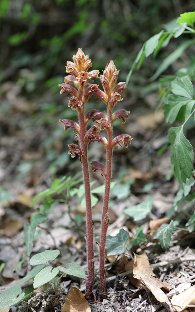 Изображение особи Orobanche laxissima.