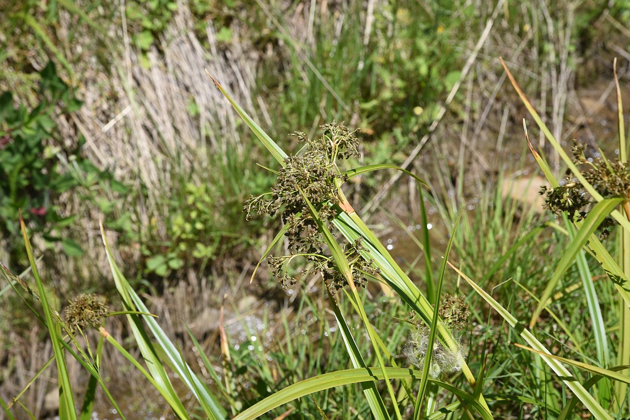 Изображение особи род Scirpus.