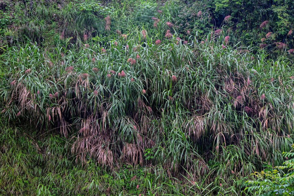 Изображение особи Miscanthus floridulus.