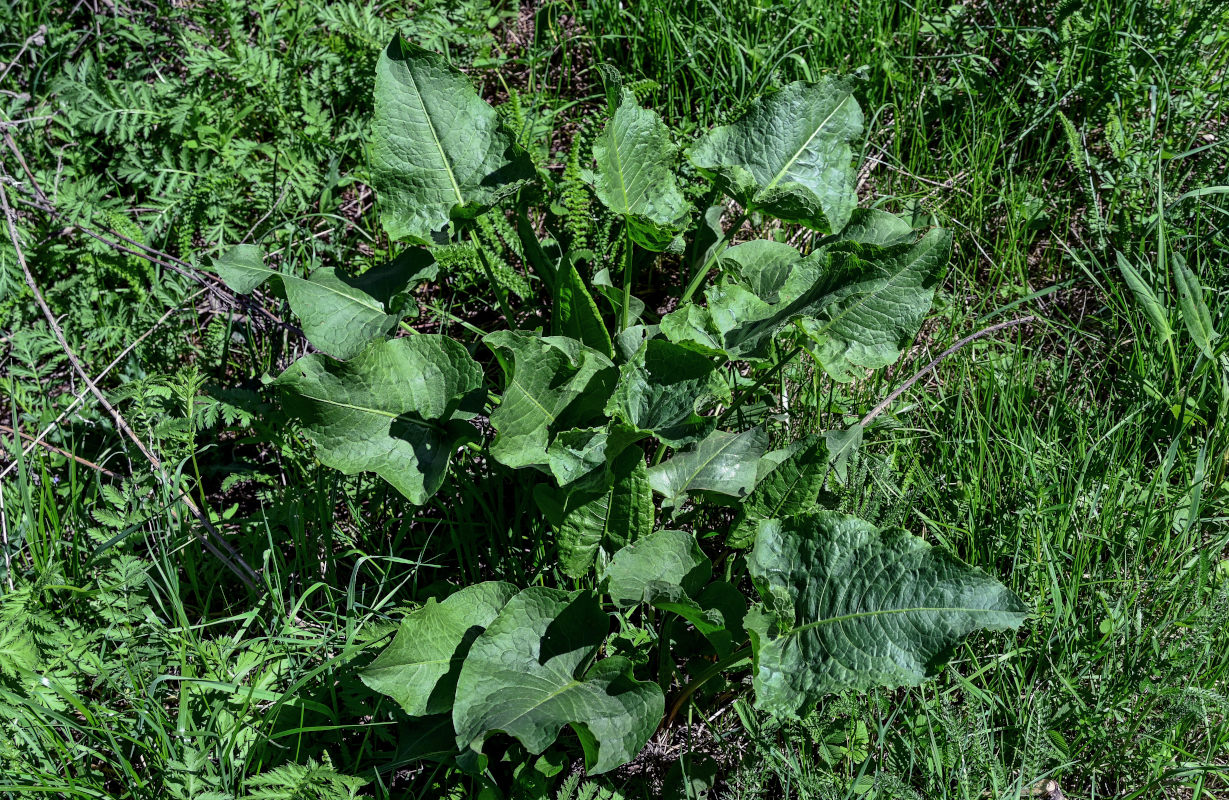 Image of Rumex confertus specimen.