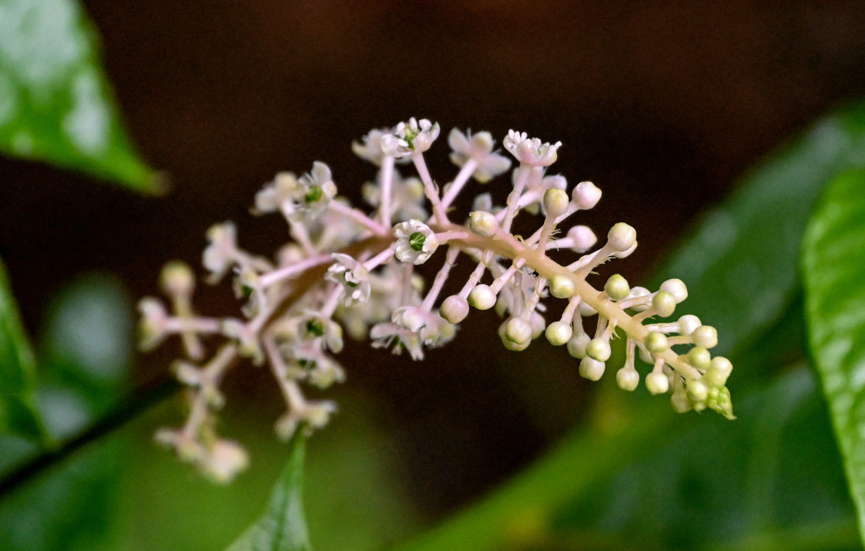 Изображение особи Phytolacca americana.