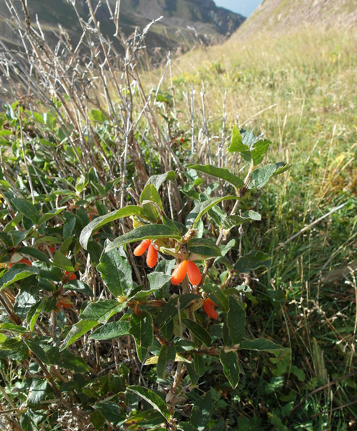 Image of Lonicera hispida specimen.