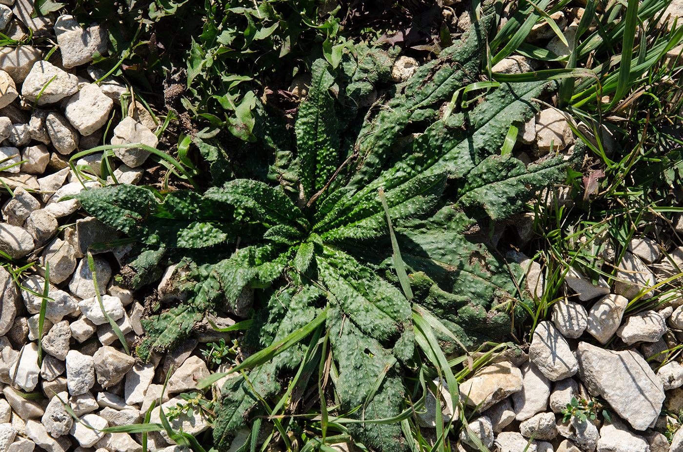 Image of Echium vulgare specimen.