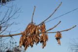 Fraxinus pennsylvanica. Покоящаяся ветвь со зрелыми плодами. Московская обл., г. Серпухов, городской парк. 12.11.2024.