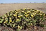 Opuntia tortispina. Цветущие растения. Астраханская обл. Харабалинский р-н, ур. Кордон, экспериментальные насаждения Российской академии наук конца XIX - начала XX вв; полупустыня. 31.05.2024.