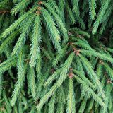 genus Picea. Верхушки веточек. Республика Карелия, Олонецкий национальный р-н, дер. Устье Тулоксы. Июль.