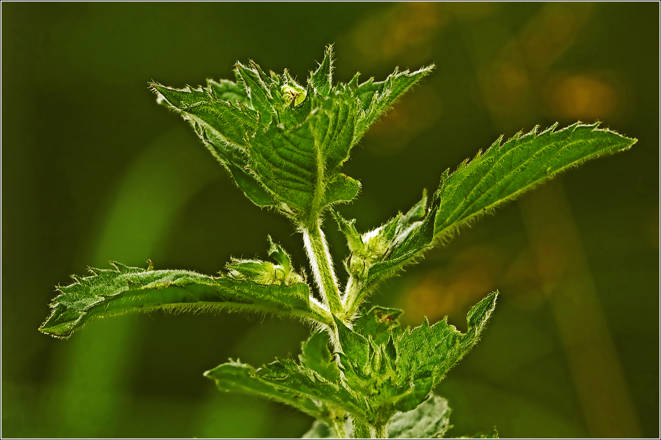 Изображение особи род Mentha.