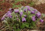 Pulsatilla vulgaris