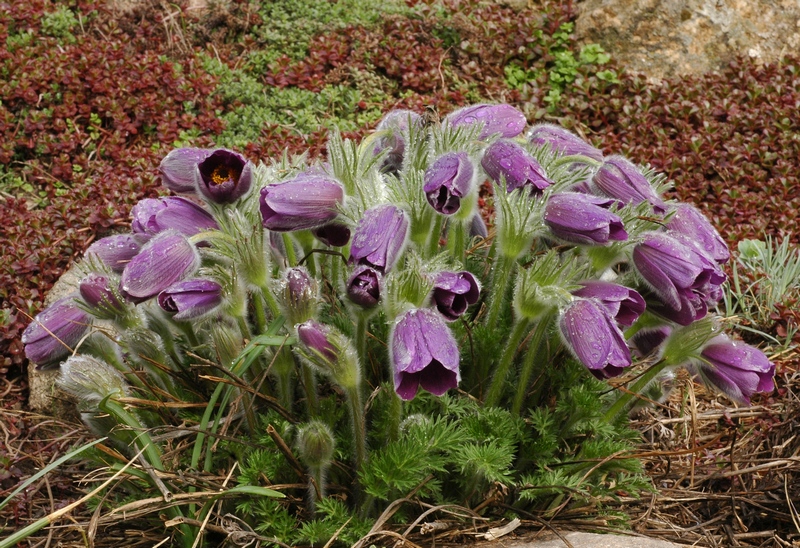 Image of Pulsatilla vulgaris specimen.