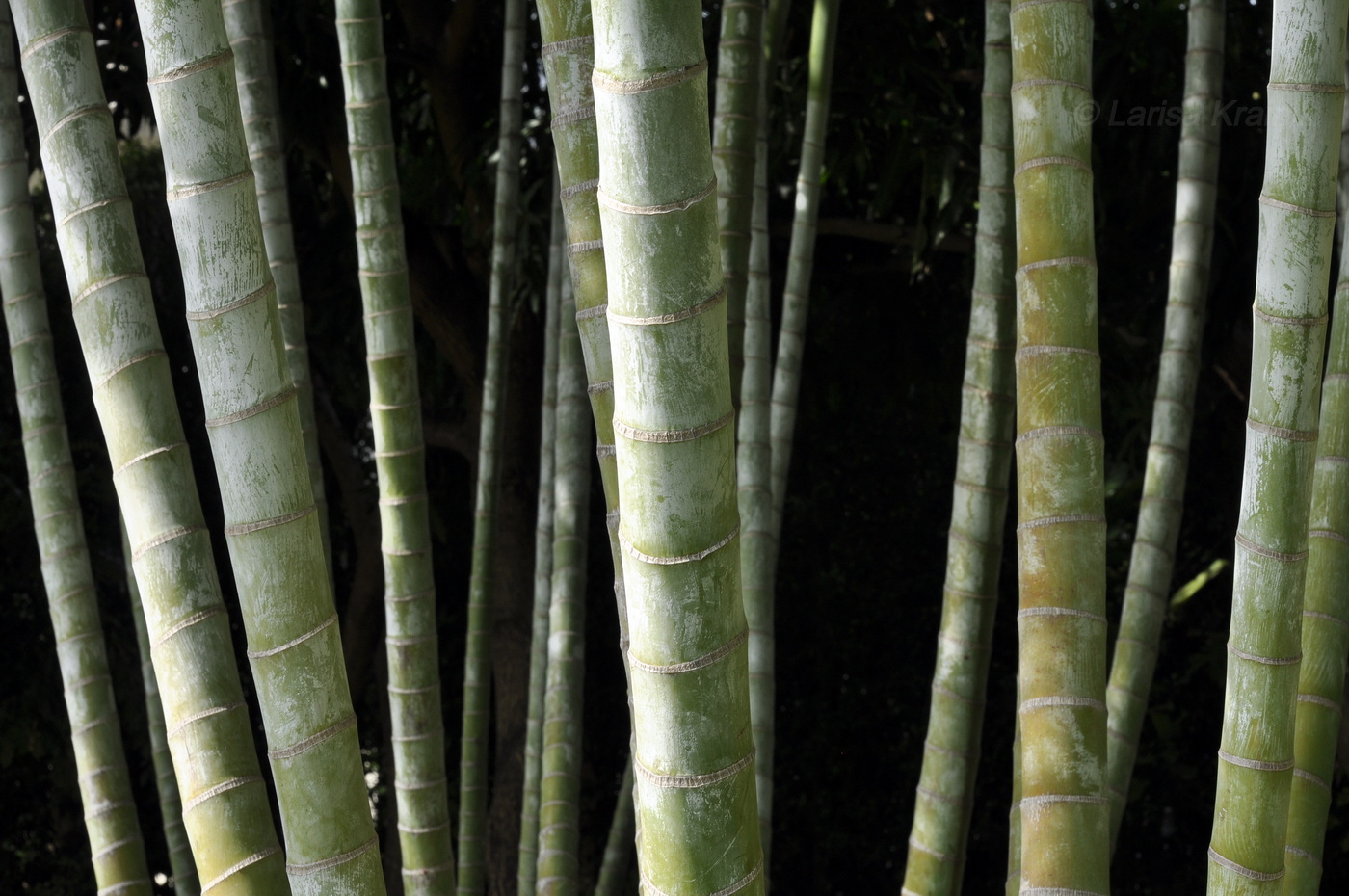 Изображение особи Dypsis lutescens.