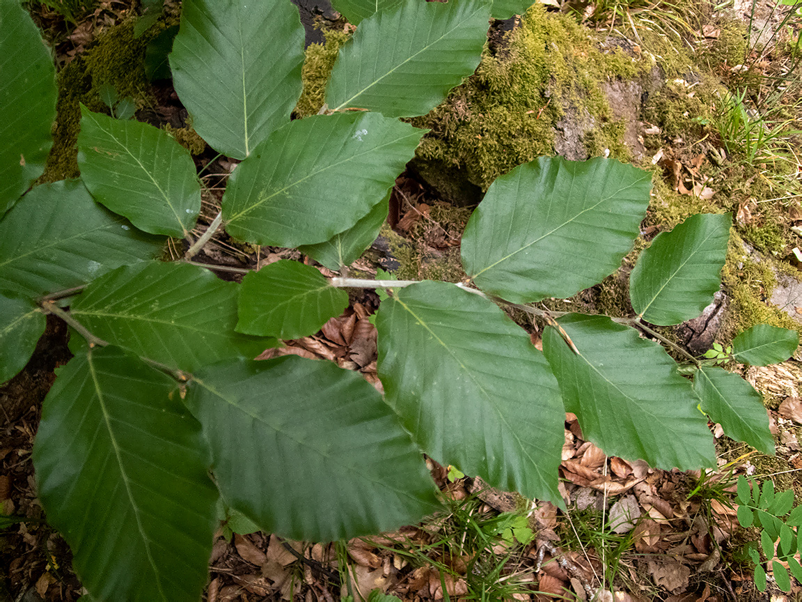 Image of Fagus &times; taurica specimen.