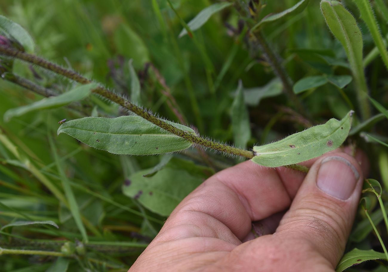 Image of Echium russicum specimen.