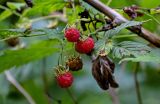 Rubus idaeus. Плоды разной степени зрелости и лист. Московская обл., Сергиево-Посадский р-н, дол. р. Пажа, смешанный лес. 20.07.2024.