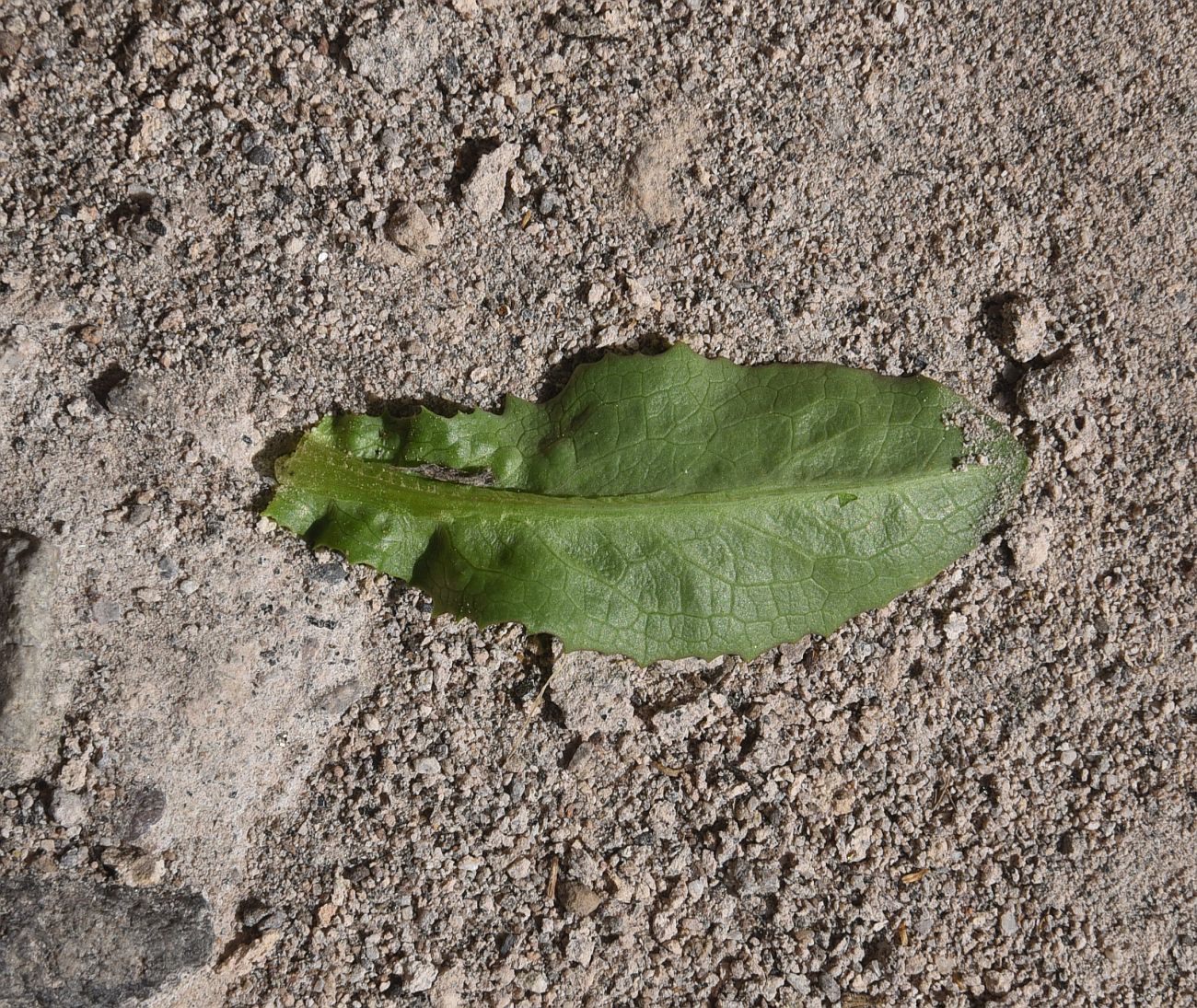 Image of familia Asteraceae specimen.