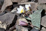 Tulipa regelii