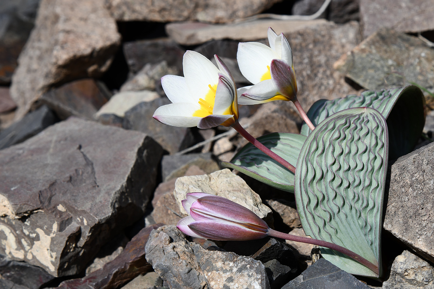 Image of Tulipa regelii specimen.