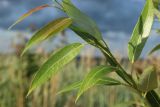 Salix pentandra. Листья. Ленинградская обл., окр. пос. Большая Ижора, побережье Финского зал., песчаный береговой вал. 27.07.2024.