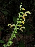 Salvia glutinosa