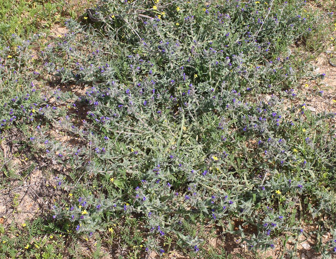 Image of Alkanna strigosa specimen.