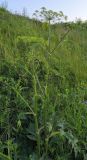 Heracleum sibiricum