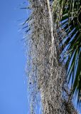 View full-size image Brahea armata